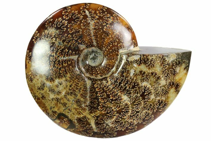 Polished, Agatized Ammonite (Cleoniceras) - Madagascar #102612